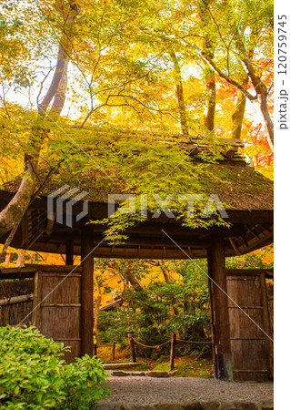 【京都風景】祇王寺　背の高い紅葉に心静かな秋 120759745