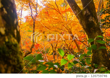 【京都風景】祇王寺　背の高い紅葉に心静かな秋 120759746