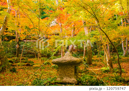 【京都風景】祇王寺 背の高い紅葉に心静かな秋 【京都風景】祇王寺 背の高い紅葉に心静かな秋 120759747