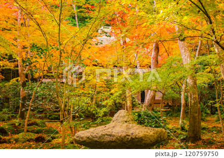 【京都風景】祇王寺 背の高い紅葉に心静かな秋 【京都風景】祇王寺 背の高い紅葉に心静かな秋 120759750