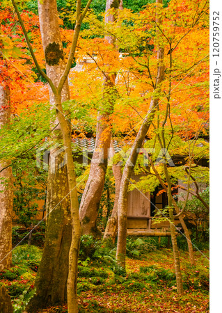【京都風景】祇王寺　背の高い紅葉に心静かな秋 120759752