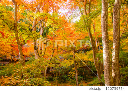 【京都風景】祇王寺 背の高い紅葉に心静かな秋 【京都風景】祇王寺 背の高い紅葉に心静かな秋 120759754