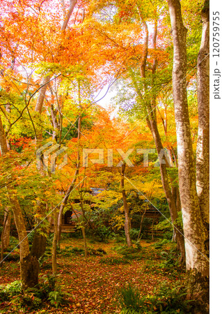 【京都風景】祇王寺　背の高い紅葉に心静かな秋 120759755