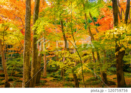 【京都風景】祇王寺　背の高い紅葉に心静かな秋 120759756