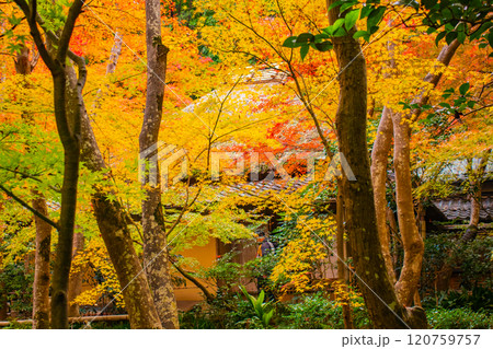 【京都風景】祇王寺　背の高い紅葉に心静かな秋 120759757