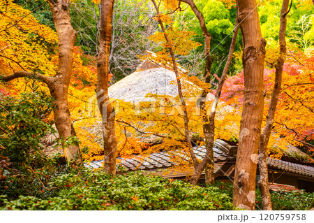 【京都風景】祇王寺 背の高い紅葉に心静かな秋 【京都風景】祇王寺 背の高い紅葉に心静かな秋 120759758