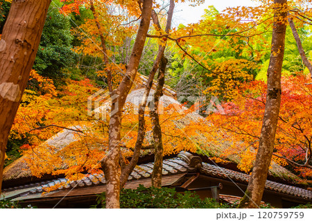 【京都風景】祇王寺 背の高い紅葉に心静かな秋 【京都風景】祇王寺 背の高い紅葉に心静かな秋 120759759