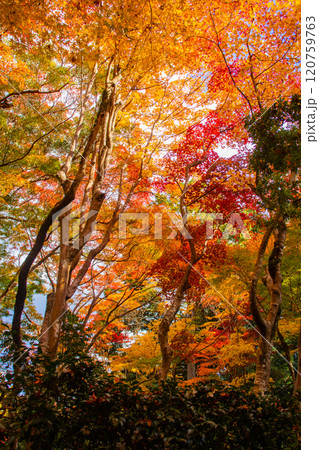 【京都風景】祇王寺　背の高い紅葉に心静かな秋 120759763