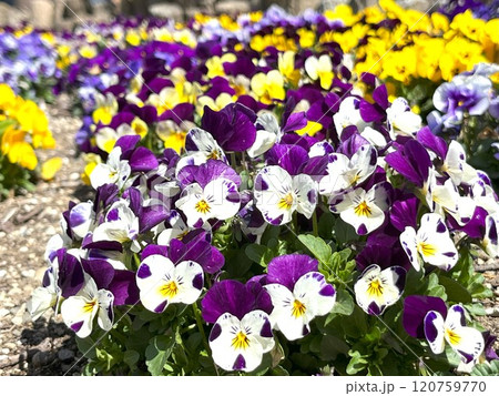白と紫のビオラのある花壇 白と紫のビオラのある花壇 120759770