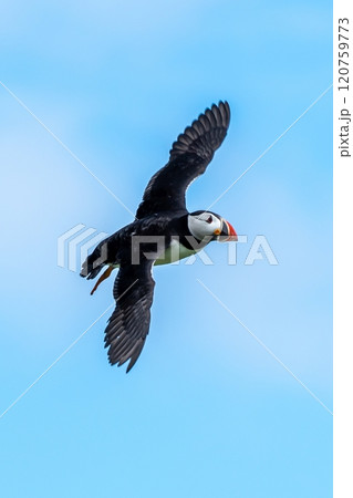 Seabird Species Atlantic Puffin (Fratercula arctica) Flies On The Isle Of May In The Firth Of Forth Near Anstruther In Scotland Seabird Species Atlantic Puffin (Fratercula arctica) Flies On The Isle Of May In The Firth Of Forth Near Anstruther In Scotland 120759773