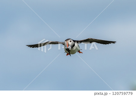Seabird Species Atlantic Puffin (Fratercula arctica) With Sandeels Flies On The Isle Of May In The Firth Of Forth Near Anstruther In Scotland Seabird Species Atlantic Puffin (Fratercula arctica) With Sandeels Flies On The Isle Of May In The Firth Of Forth Near Anstruther In Scotland 120759779