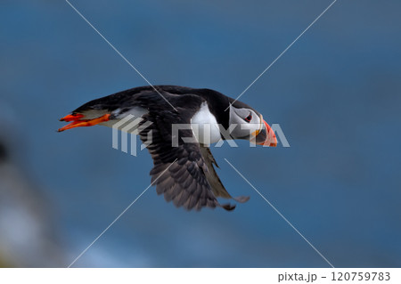 Seabird Species Atlantic Puffin (Fratercula arctica) Flies On The Isle Of May In The Firth Of Forth Near Anstruther In Scotland Seabird Species Atlantic Puffin (Fratercula arctica) Flies On The Isle Of May In The Firth Of Forth Near Anstruther In Scotland 120759783