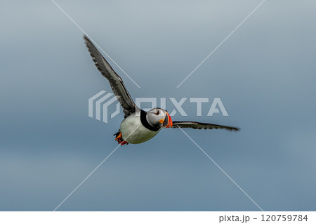 Seabird Species Atlantic Puffin (Fratercula arctica) Flies On The Isle Of May In The Firth Of Forth Near Anstruther In Scotland Seabird Species Atlantic Puffin (Fratercula arctica) Flies On The Isle Of May In The Firth Of Forth Near Anstruther In Scotland 120759784