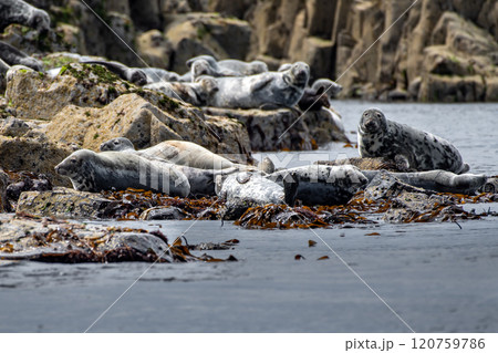 Colony With Group Of Atlantic Grey Seals (Halichoerus Grypus) On The Isle Of May In The Firth Of Forth Near Anstruther In Scotland Colony With Group Of Atlantic Grey Seals (Halichoerus Grypus) On The Isle Of May In The Firth Of Forth Near Anstruther In Scotland 120759786