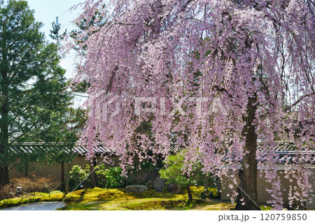 京都 高台寺 美しい枝垂れ桜(京都府京都市東山区) 京都 高台寺 美しい枝垂れ桜(京都府京都市東山区) 120759850