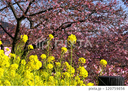 菜の花と河津桜 菜の花と河津桜 120759856