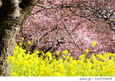 菜の花と河津桜 菜の花と河津桜 120759859