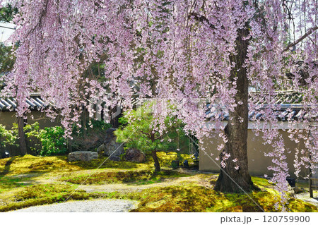京都 高台寺 美しい枝垂れ桜(京都府京都市東山区) 京都 高台寺 美しい枝垂れ桜(京都府京都市東山区) 120759900