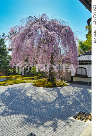 京都 高台寺 美しい枝垂れ桜(京都府京都市東山区) 京都 高台寺 美しい枝垂れ桜(京都府京都市東山区) 120759923