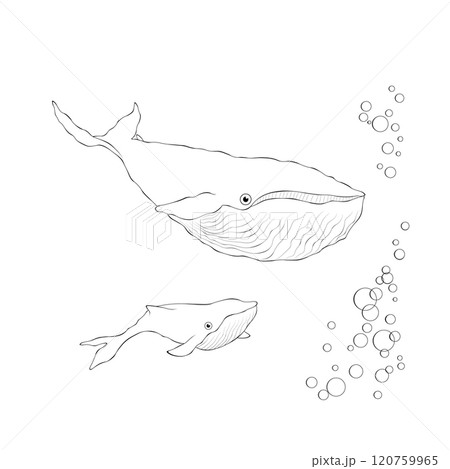 Whale mama and baby outline vector illustration isolated on white background. 120759965