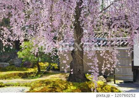 京都 高台寺 美しい枝垂れ桜(京都府京都市東山区) 京都 高台寺 美しい枝垂れ桜(京都府京都市東山区) 120760252
