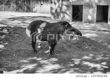 Domestic tapir having rest on the farm Domestic tapir having rest on the farm 120760289