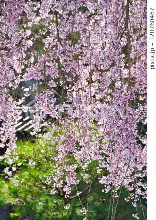 京都 高台寺 美しい枝垂れ桜(京都府京都市東山区) 京都 高台寺 美しい枝垂れ桜(京都府京都市東山区) 120760467