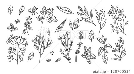 Culinary herbs set. Parsley, basil thyme, mint and oregano pack. Vector hand drawn doodle collection illustration isolated on white background. 120760534