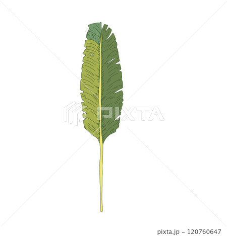 Banana leaf isolated on white background. Symbol of connection to nature, fertility. Vector hand drawn illustration. Banana leaf isolated on white background. Symbol of connection to nature, fertility. Vector hand drawn illustration. 120760647