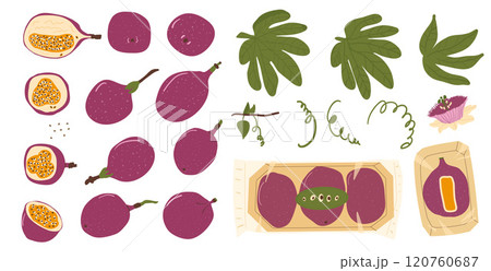 Passion fruits set. Vector tropical fruit, leaves and market goods collection. Hand drawn flat collection illustration isolated on white background. 120760687