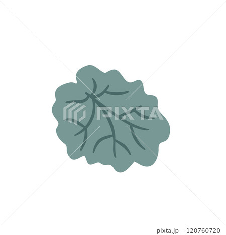Heuchera leaf isolated on white background. Stylized plant. Vector hand drawn flat illustration 120760720