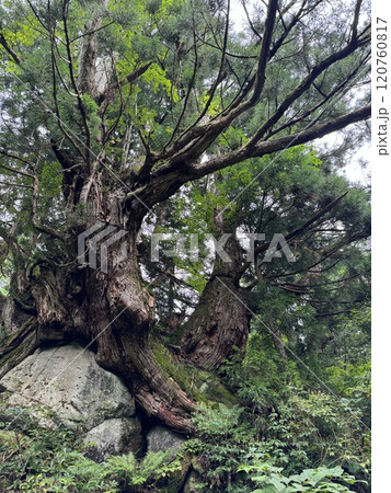 洞杉（洞杉群　※富山県　魚津市） 120760817