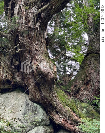 洞杉（洞杉群　※富山県　魚津市） 120760818