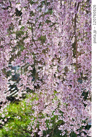 京都 高台寺 美しい枝垂れ桜(京都府京都市東山区) 京都 高台寺 美しい枝垂れ桜(京都府京都市東山区) 120760826
