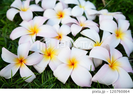白いプルメリアの花 120760864
