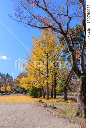 晩秋の杜の都仙台を歩く 晩秋の杜の都仙台を歩く 120760955