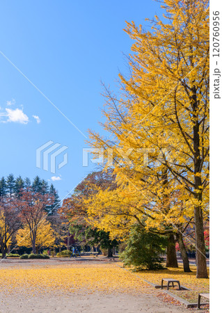 晩秋の杜の都仙台を歩く 晩秋の杜の都仙台を歩く 120760956