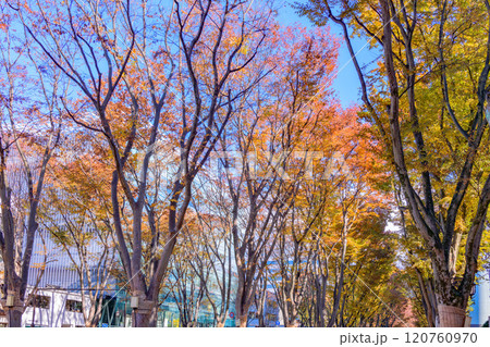 晩秋の杜の都仙台を歩く 120760970