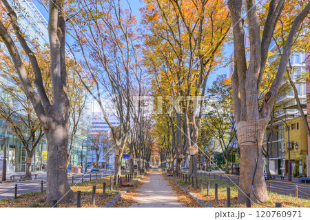 晩秋の杜の都仙台を歩く 晩秋の杜の都仙台を歩く 120760971