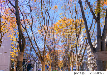 晩秋の杜の都仙台を歩く 120760977