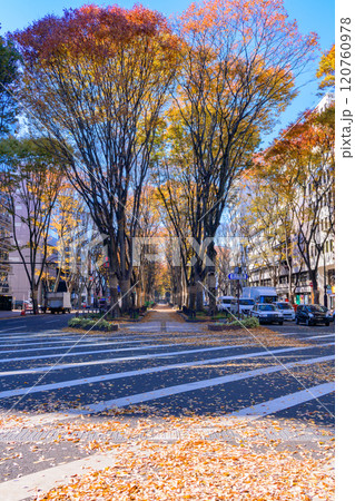 晩秋の杜の都仙台を歩く 120760978