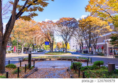 晩秋の杜の都仙台を歩く 120760979