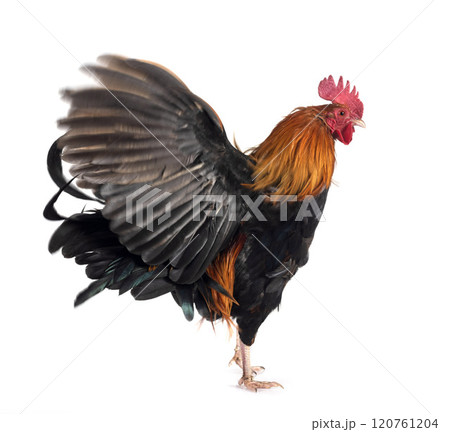 picave in studio 120761204