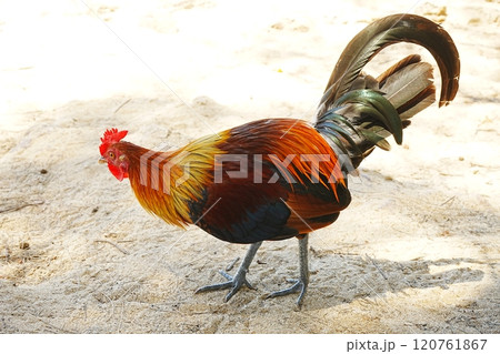 カラフルな雄鶏 120761867