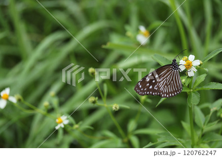 センダングサとツマムラサキマダラ 120762247