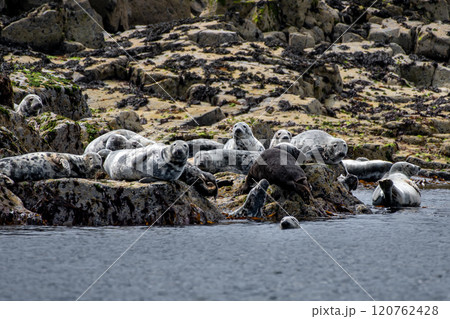 Colony With Group Of Atlantic Grey Seals (Halichoerus Grypus) On The Isle Of May In The Firth Of Forth Near Anstruther In Scotland Colony With Group Of Atlantic Grey Seals (Halichoerus Grypus) On The Isle Of May In The Firth Of Forth Near Anstruther In Scotland 120762428