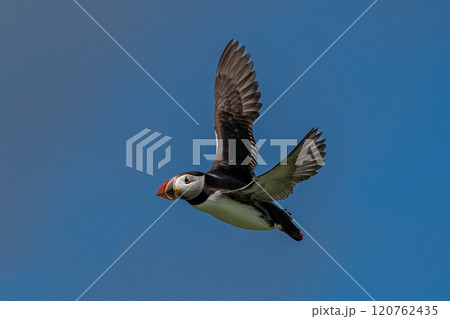 Seabird Species Atlantic Puffin (Fratercula arctica) Flies On The Isle Of May In The Firth Of Forth Near Anstruther In Scotland 120762435