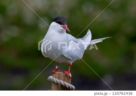 Seabird Species Arctic Tern (Sterna Paradisaea) On The Isle Of May In The Firth Of Forth Near Anstruther In Scotland 120762436