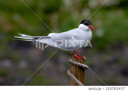 Seabird Species Arctic Tern (Sterna Paradisaea) On The Isle Of May In The Firth Of Forth Near Anstruther In Scotland 120762437