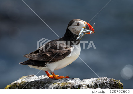 Seabird Species Atlantic Puffin (Fratercula arctica) With Sandeels On The Isle Of May In The Firth Of Forth Near Anstruther In Scotland Seabird Species Atlantic Puffin (Fratercula arctica) With Sandeels On The Isle Of May In The Firth Of Forth Near Anstruther In Scotland 120762606